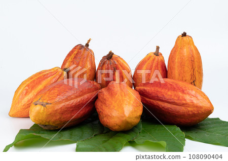 Crop of cacao plant 108090404