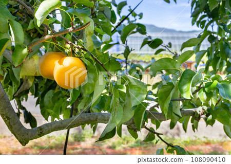 梨園日本梨 108090410