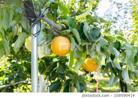 梨園日本梨 108090414