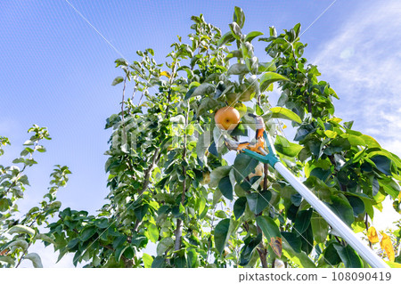梨園日本梨 108090419