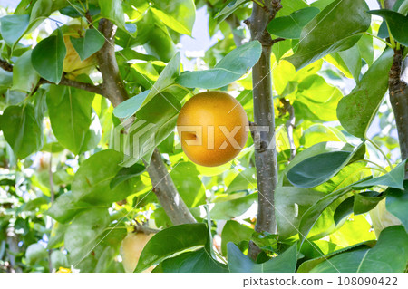 梨園日本梨 梨園日本梨 108090422