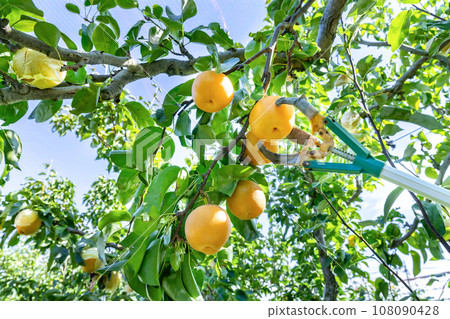 梨園日本梨 梨園日本梨 108090428