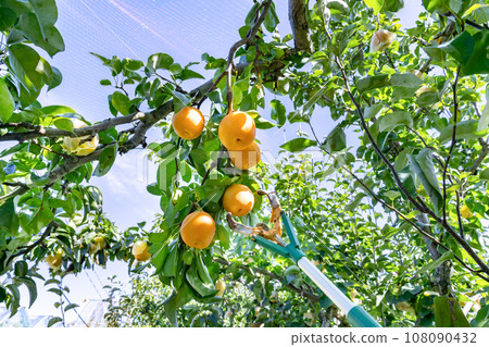 梨園日本梨 梨園日本梨 108090432