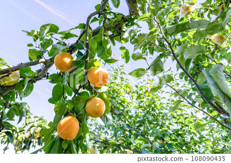 梨園日本梨 108090435