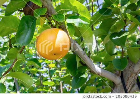 Pear Farm Japanese Pear 108090439