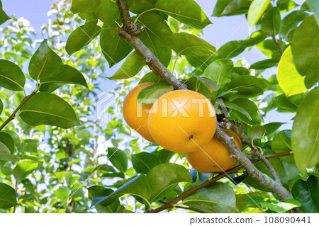 梨園日本梨 108090441