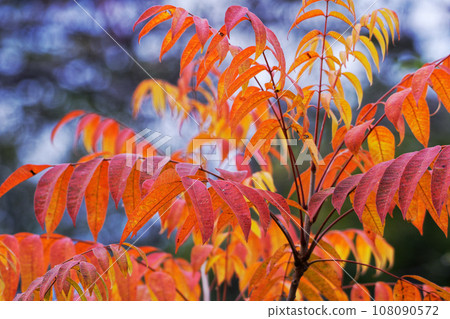 日本漆樹的秋葉 108090572