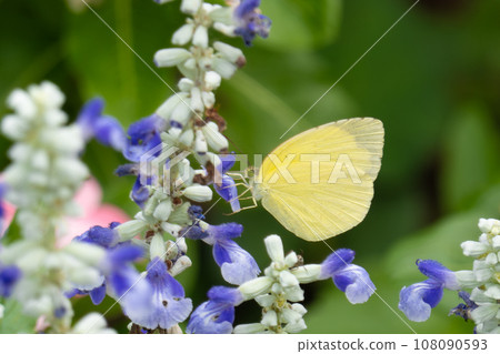 Yellow-bellied butterfly perching on salvia 108090593