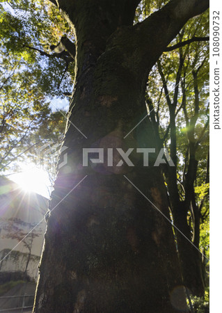 清晨的街道樹木 108090732