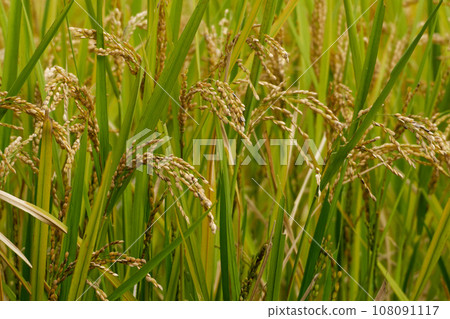 Fruit of rice 108091117