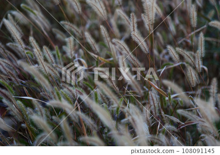 A large swarm of earth-colored catfish creates an autumn atmosphere. 108091145