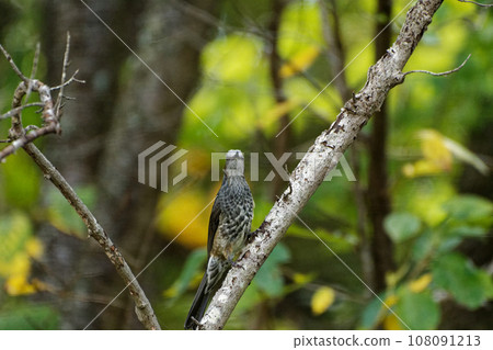 Bulbul perched on a branch 108091213