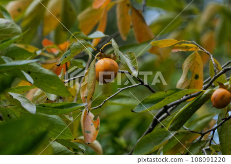 Autumn tradition: Persimmon tree Autumn tradition: Persimmon tree 108091220