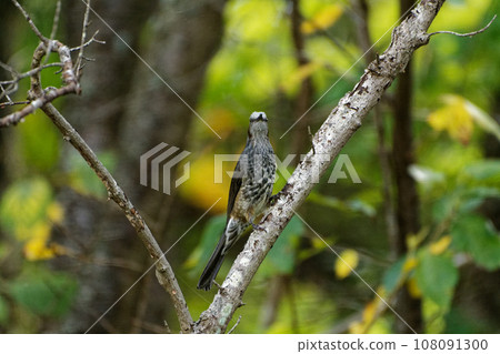 Bulbul perched on a branch Bulbul perched on a branch 108091300