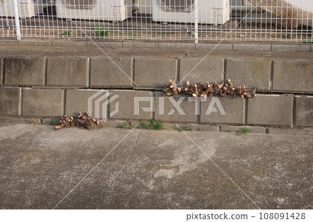 Retaining wall with gaps created by tree roots growing 108091428