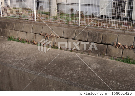 Retaining wall with gaps created by tree roots growing Retaining wall with gaps created by tree roots growing 108091429