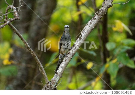 Bulbul perched on a branch Bulbul perched on a branch 108091498