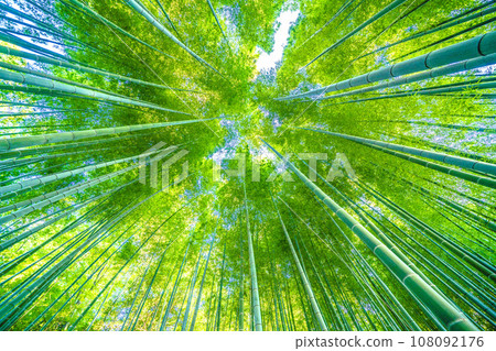 Yokohama cityscape in Japan - Bamboo forest dyed in beautiful green... 108092176