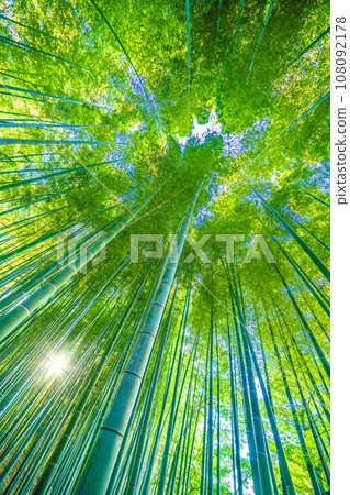 Yokohama cityscape in Japan - Bamboo forest dyed in beautiful green... 108092178