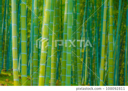 有很多竹子的竹林 108092811