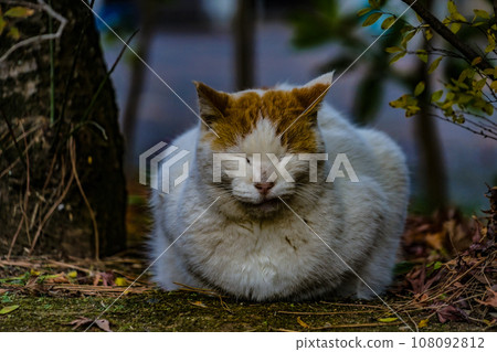 cat curled up in the cold 108092812