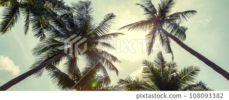 Panorama of coconut palm trees on cloudy sky background. Low Angle View. Toned image. Panorama of coconut palm trees on cloudy sky background. Low Angle View. Toned image. 108093382