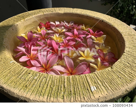 Flowers soaks in water in a pottery bowl. Onam and Diwali festival concept image, red plumeria flower or bunga kemboja merah in bali Flowers soaks in water in a pottery bowl. Onam and Diwali festival concept image, red plumeria flower or bunga kemboja merah in bali 108093434