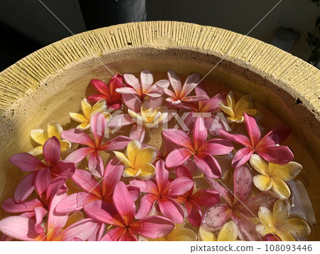 Flowers soaks in water in a pottery bowl. Onam and Diwali festival concept image, red plumeria flower or bunga kemboja merah in bali Flowers soaks in water in a pottery bowl. Onam and Diwali festival concept image, red plumeria flower or bunga kemboja merah in bali 108093446