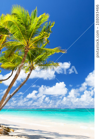 Coconut Palm trees on white sandy beach in Punta Cana, Dominican Republic. 108093466