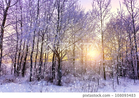 Beautiful winter landscape with forest, trees covered snow, snowflakes and sunset. Beautiful winter landscape with forest, trees covered snow, snowflakes and sunset. 108093483