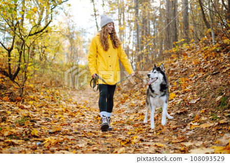 Smiling woman in a yellow coat walks with her cute pet Husky in the autumn forest in sunny weather. 108093529