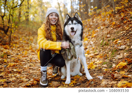 Smiling woman in a yellow coat walks with her cute pet Husky in the autumn forest in sunny weather. 108093530