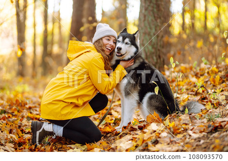Smiling woman in a yellow coat walks with her cute pet Husky in the autumn forest in sunny weather. 108093570