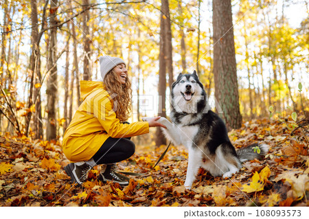 Smiling woman in a yellow coat walks with her cute pet Husky in the autumn forest in sunny weather. 108093573