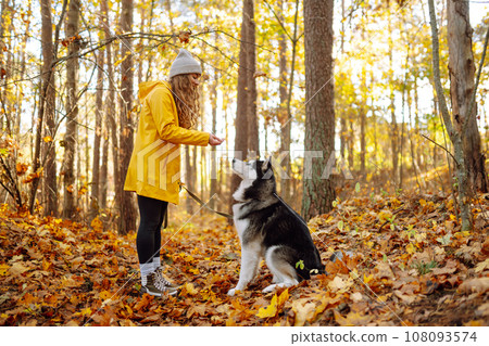 Smiling woman in a yellow coat walks with her cute pet Husky in the autumn forest in sunny weather. 108093574