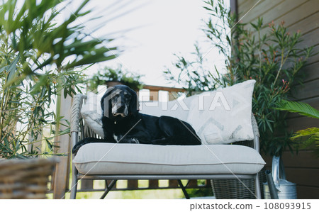 Old dog lying on outdoor chair on the terrace of the house. Old dog lying on outdoor chair on the terrace of the house. 108093915