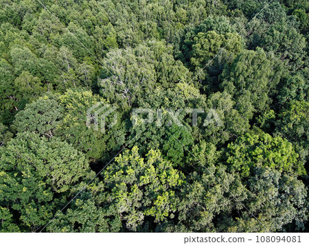 Beautiful dense forest, top view. The tops of a variety of trees. 108094081