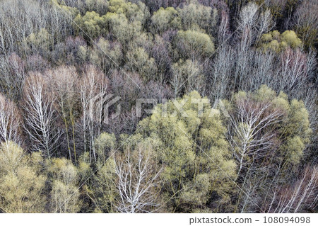 Leafless trees in a spring forest, aerial view. Leafless trees in a spring forest, aerial view. 108094098