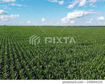 Huge cornfield on a sunny summer day, aerial view. Blue sky over green farm field, landscape. 108094143