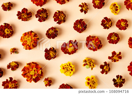 Happy autumn concept. Marigold flowers on an orange background. Autumn composition, postcard, flat lay, top view 108094716