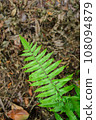 Beautiful Green Leaves on a Dead Grass Ground 108094879