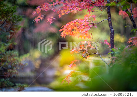 妙心寺/太藏院的陽光園秋葉開始變得絢麗多彩 108095213