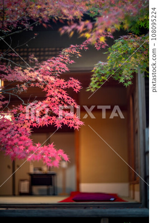 妙心寺和 Taizoin 的秋天，茶道和 Taikyuan 前色彩繽紛的秋葉 108095224