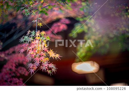 妙心寺和 Taizoin 的秋天，茶道和 Taikyuan 前色彩繽紛的秋葉 108095226