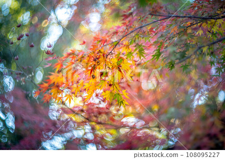 Autumn at Myoshinji Temple and Taizoin Temple, colorful autumn leaves at Yokoen Garden, and swirls of autumn light 108095227