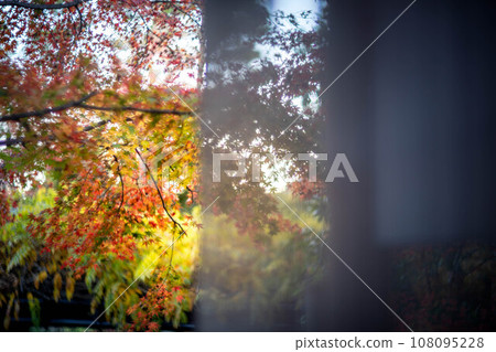 秋天的妙心寺和泰藏院，隔著窗簾觀賞橫光園的紅葉 108095228