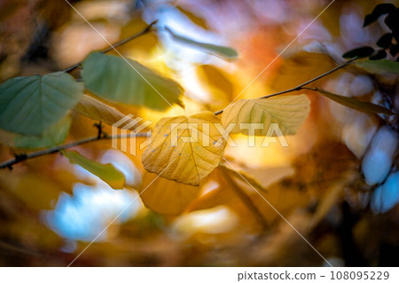 妙心寺和泰藏院的秋天，陽光園的黃色櫻花葉，秋光的漩渦 108095229