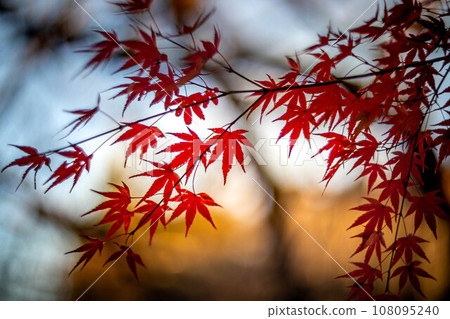 妙心寺和泰藏院的秋天，鮮紅的秋葉在夕陽的襯托下，看起來像透明的紅色玻璃紙，日式色彩背景 108095240