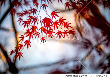 Autumn at Myoshinji Temple and Taizoin, bright red autumn leaves that look like transparent red cellophane against the background of the setting sun, Japanese-style color background 108095241
