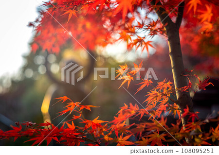 秋天的妙心寺和泰藏院，水子地藏的剪影矗立在鮮紅的秋葉和秋光的漩渦中。 108095251